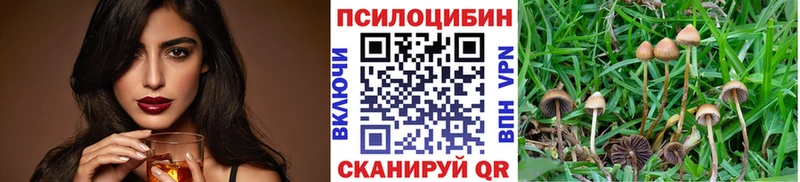Псилоцибиновые грибы Psilocybine cubensis  наркошоп  Терек 